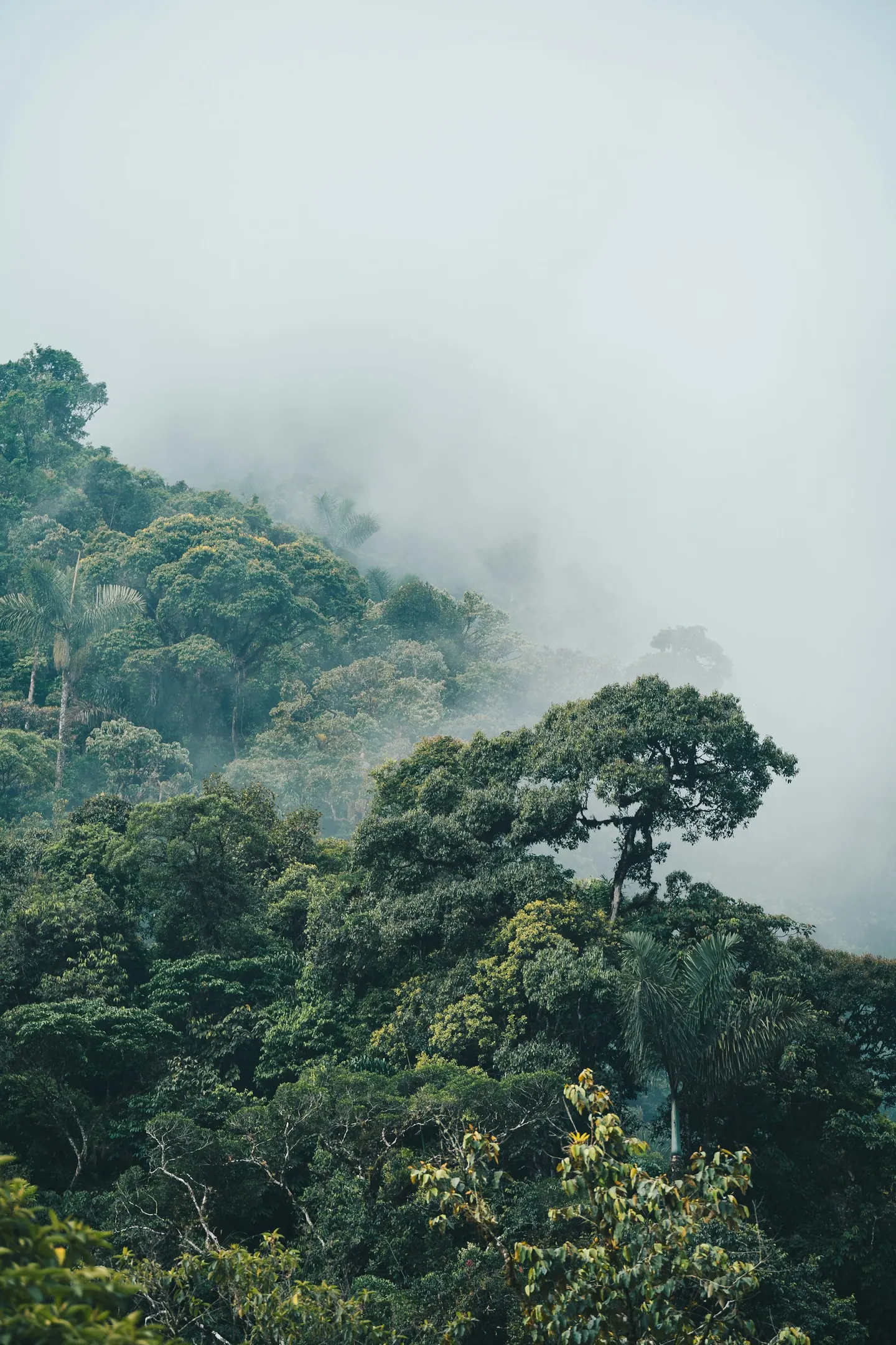 Árboles entre la niebla de un bosque nublado